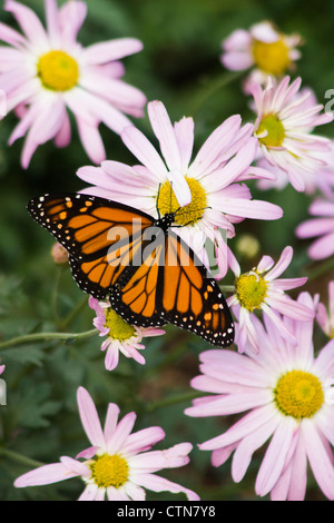 Monarch Butterfly, Danaus plexippus, al Mercer Arboretum e ai Giardini Botanici di Spring, Texas. Foto Stock