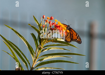 Monarch Butterfly, Danaus plexippus, presso Wildseed Farms a Fredericksburg, Texas. Foto Stock