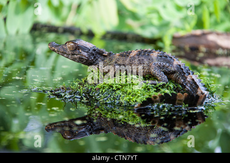 Dwarf Caiman di Schneider, Paleosuchus trigonatus, a McLeansville, Carolina del Nord. Foto Stock