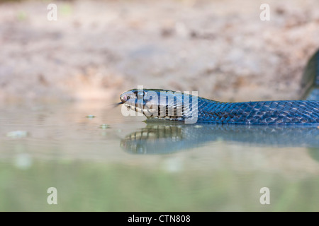 Texas Indigo Snake, Drymarchon melanurus erebennus, che arriva in uno stagno per l'acqua in un ranch nel Texas del Sud. Foto Stock