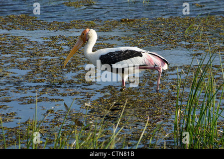 Dipinto di Stork alimentando in stagno, Bundala National Park, Sri Lanka Foto Stock