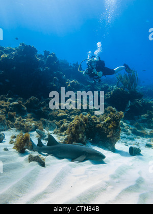 Il subacqueo fotografa un ginglymostoma cirratum di squalo nutrice riposante il 6 aprile 2012 a Little Corn Island, Nicaragua. Foto Stock