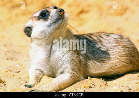 Un meerkat (Suricata suricatta), giacente sul suo ventre, si guarda intorno Foto Stock