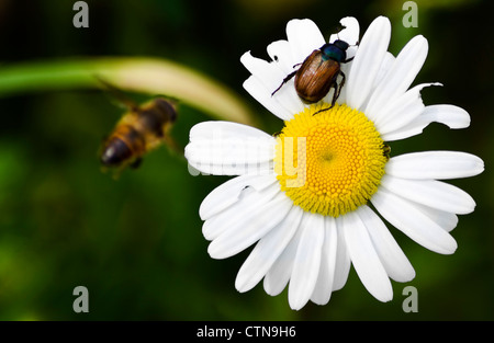 Un coleottero si rilassa dopo aver apparentemente gorging su un selvaggio ignaro a margherita ad un bilico il polline hunter pensando che avrà a disposizione alcuni di che Foto Stock