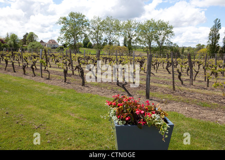 Le vigne di Chateau de Monbazillac vicino a Bergerac Dordogne a sud ovest della Francia. Foto Stock