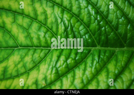 La tessitura di una foglia verde buona come sfondo Foto Stock