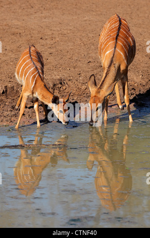 Due femmina Nyala antilopi (Tragelaphus angasii) acqua potabile, Mkuze Game Reserve, Sud Africa Foto Stock