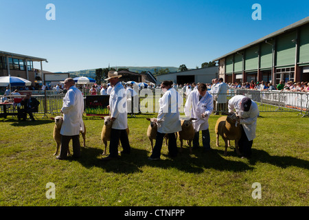 Pecore essendo mostrata in Royal Welsh show wales 2012 Foto Stock