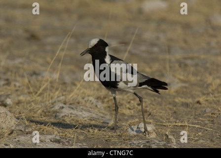 Fabbro Plover (Vanellus armatus) in Etosha National Park, Namibia Foto Stock