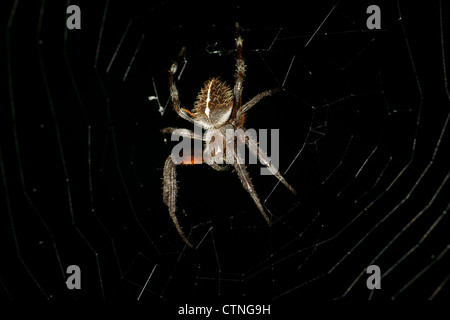 Orb weaver spider Foto Stock