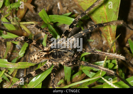 Tarantula, un lupo ragno che dà la caccia mentre camminando sulla terra. Essi non costruire nastri Foto Stock