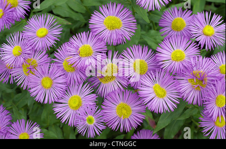 Viola fiori Aster dumosus aster Foto Stock