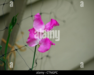 Closeup shot di pretty fioritura sweetpea rosa Foto Stock