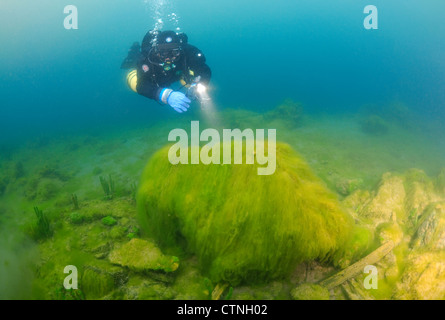 Acqua di seta, mermaid's tressses, o una coperta (erbaccia spirogira) la catastrofe ecologica per il lago Baikal Foto Stock