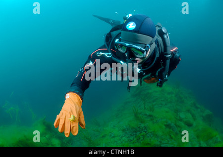 Diver & Acanthogammarus victorii maculosus, Lago Baikal, Siberia, Federazione Russa, Eurasia. Foto Stock