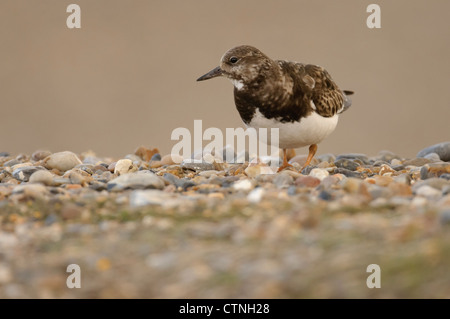 Voltapietre (Arenaria interpres) inverno adulto rovistando sulla spiaggia di ciottoli in North Norfolk. Marzo. Foto Stock