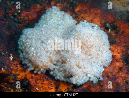 Il caviale bianco. Il caviale fecondate di acqua dolce ghiozzo pesce, Lago Baikal, Siberia, Federazione Russa, Eurasia. Foto Stock