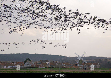 Gregge di dark-panciuto brent oche (Branta bernicla bernicla) in volo sopra il villaggio di Cley-next-mare in North Norfolk. Foto Stock