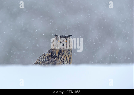 Gufo reale (Bubo bubo) in una doccia di neve. Captive Bird fotografato in Scozia. Foto Stock