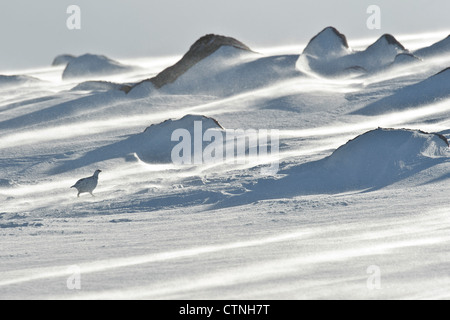 Pernice bianca (Lagopus mutus) in inverno piumaggio. Cairngorms National Park, Scozia. Febbraio. Foto Stock