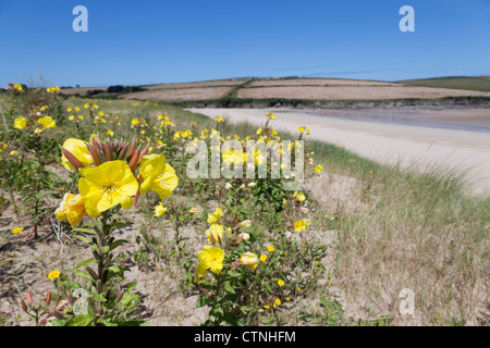 Onagro; Oenothera macrocarpa; Harbour Cove; Padstow Foto Stock