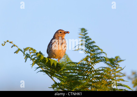 Meadow Pipit; Anthus pratensis; con gli insetti; tramonto; Regno Unito Foto Stock