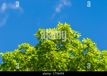 Colore verde brillante foglie e rami di albero di tiglio contro un cielo blu Foto Stock