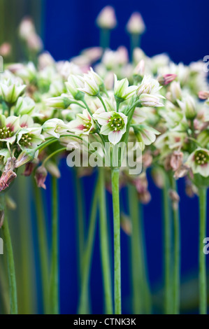 Allium nectaroscordum siculum bulgaricum Foto Stock