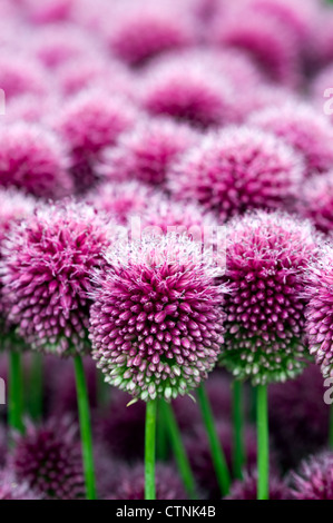 Allium sphaerocephalon in fiore Foto Stock