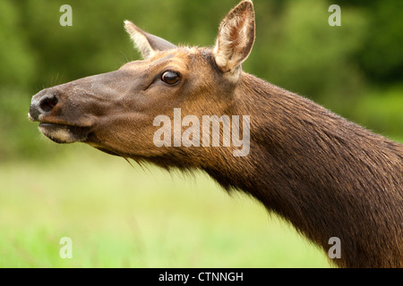 Curioso cow elk guardando gli altri. Nome comune Roosevelt Elk. Nome latino Cervus canadensis roosevelti Foto Stock