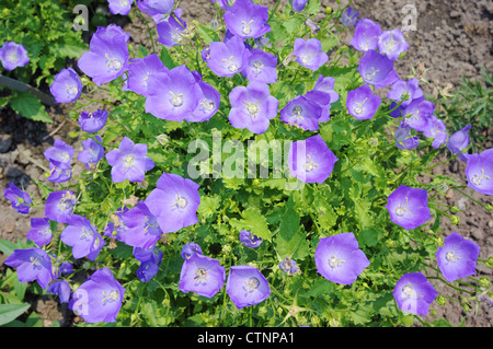 Campanula carpatica tussock campanula harebell dei Carpazi Foto Stock