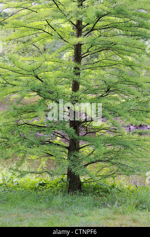 Verde fresco giovane palude cipresso nella primavera Taxodium distychum Foto Stock