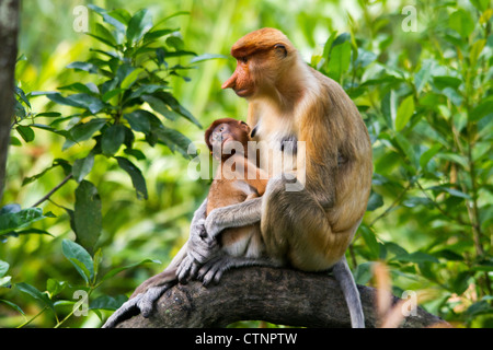 Proboscide di scimmia (Nasalis larvatus) femmina tenendo le sue tre a quattro settimane di età bambino, Sabah, Malaysia Foto Stock