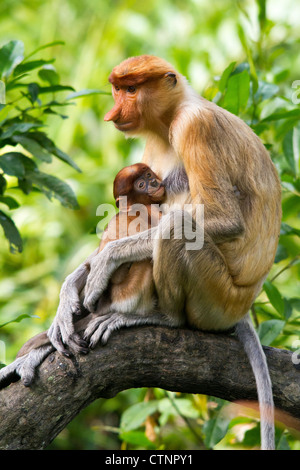 Proboscide di scimmia (Nasalis larvatus) due mesi infermieristica, Sabah, Malaysia Foto Stock