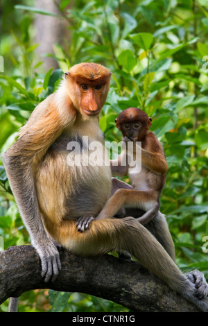 Proboscide di scimmia (Nasalis larvatus) femmina tenendo le sue tre a quattro settimane di età bambino, Sabah, Malaysia Foto Stock