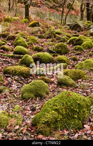 Bosco in Dunnerdale. La zona è una meno visitato parte del Parco Nazionale del Distretto dei Laghi. Foto Stock