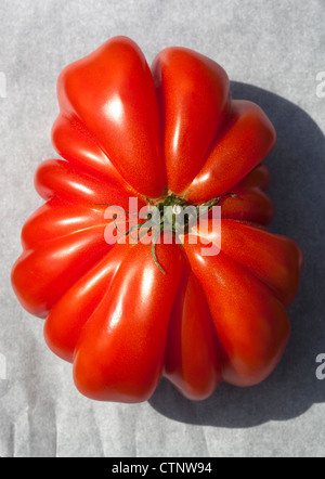 Pomodoro di manzo Gian (ziapotec pieghettato) Foto Stock