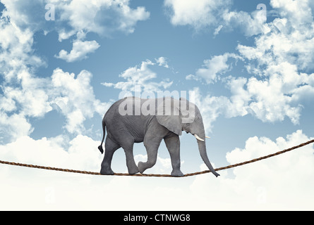 Classic dell' elefante africano sulla fune Foto Stock