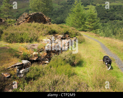 Il percorso da vecchi edifici rovinati con Border Collie cane nel Parco Nazionale di Snowdonia vicino Crafnant, Conwy, il Galles del Nord, Regno Unito, Gran Bretagna Foto Stock