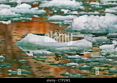 Guarnizione di tenuta del porto di bolina su iceberg a crogiolarvi al sole braccio Tracy Tracy Arm-Fords terrore deserto nel sud-est dell Alaska Alaska Foto Stock