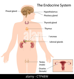 Il sistema endocrino Foto Stock