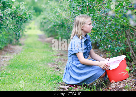 Giovane ragazza bionda di prelievo di mirtilli maturi in un vestito blu Foto Stock
