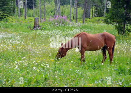 Il vecchio cavallo marrone pascolare nel prato pieno di margherite selvatiche Foto Stock