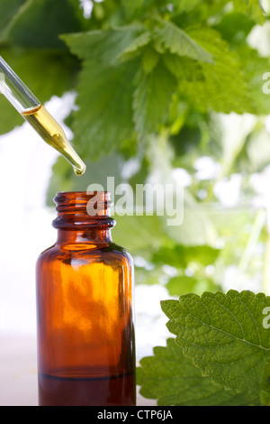 La medicina di erbe con contagocce e le foglie di menta Foto Stock