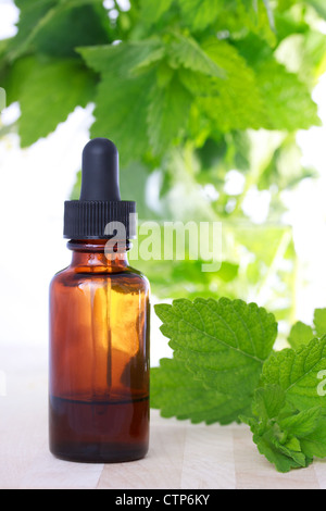 La medicina di erbe con contagocce e le foglie di menta Foto Stock