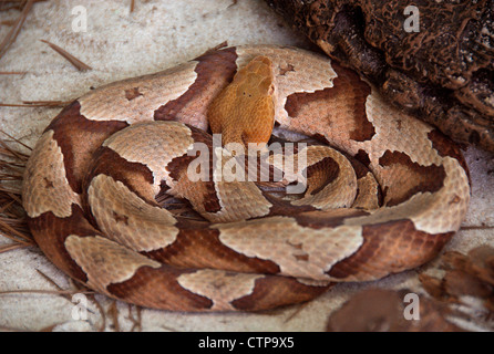 Southern copperhead snake, Agkistrodon contortrix Foto Stock