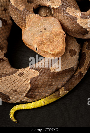 Southern copperhead snake, Agkistrodon contortrix Foto Stock