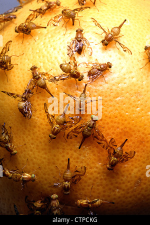 Messicano femmina mosche di frutta fotografato su un arancione Foto Stock