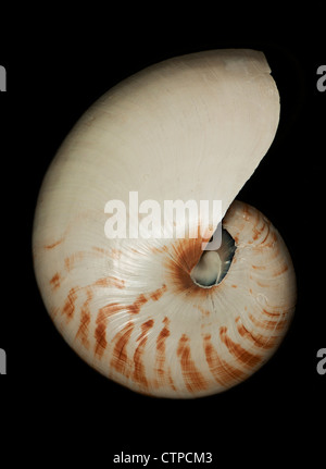 Coperture del Nautilus Foto Stock