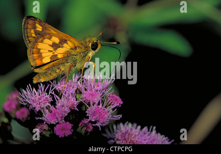 Peck Skipper della farfalla sulla Mistflower Foto Stock